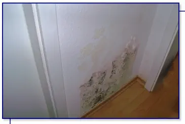 Schimmel nach Wasserschaden